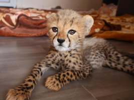 Logo Stichting Cheetah Conservation Fund Nederland