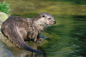 Logo Steun de PhD van Addy voor bescherming van kust otters!