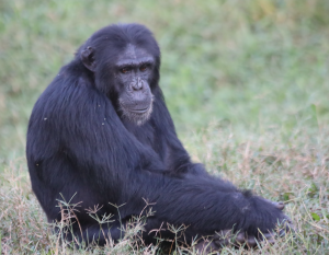 Logo Steun aan de chimpansees in de opvangcentra