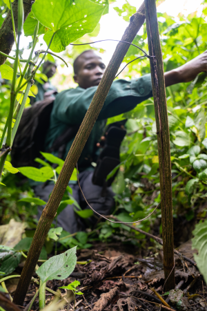 Logo Steun de bescherming van chimpansees in Kibale National Park