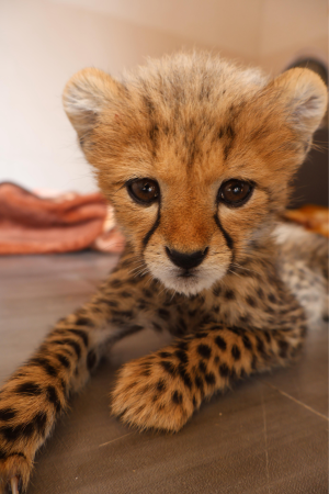 Logo Adopteer Sanne, het Cheetah welpje