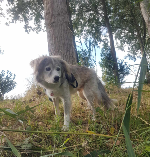 Logo Stichting uitbreiding