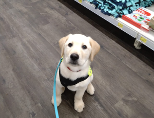 Logo Steun een pup in opleiding